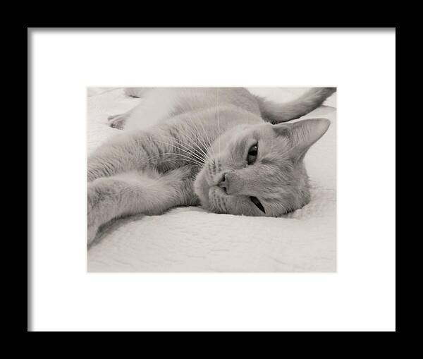 Cat Stray Feline Nature Portrait Animal Pet Framed Print featuring the photograph Relax by Jan Gelders