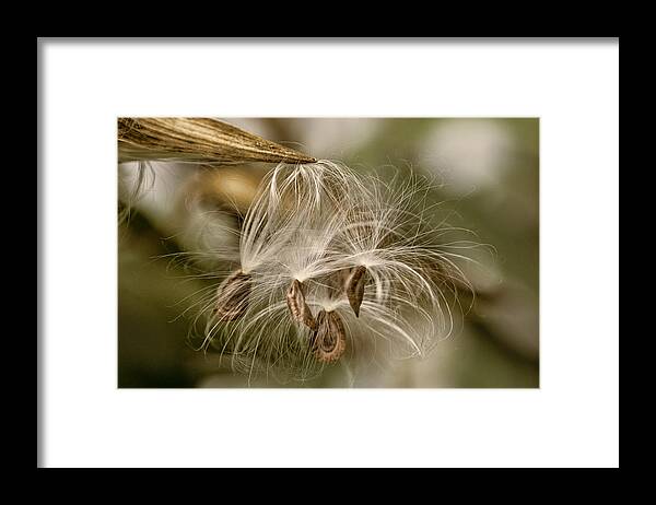 Pod Framed Print featuring the photograph Released by Cathy Kovarik
