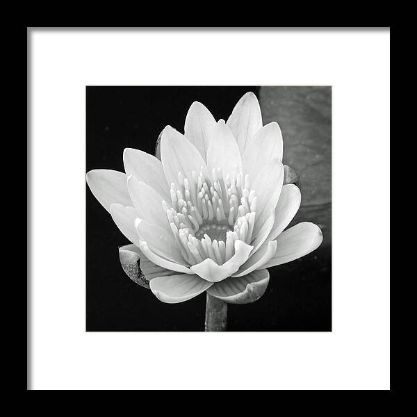 Water Lily Framed Print featuring the photograph Remember When II by Melanie Moraga