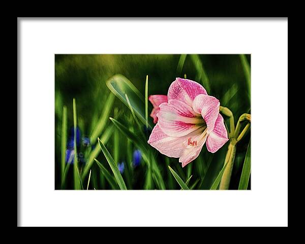 Flower Framed Print featuring the photograph Remembering Amaryllis by Ches Black