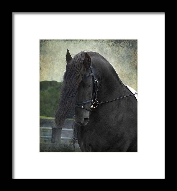 Horses Framed Print featuring the photograph Remme by Fran J Scott