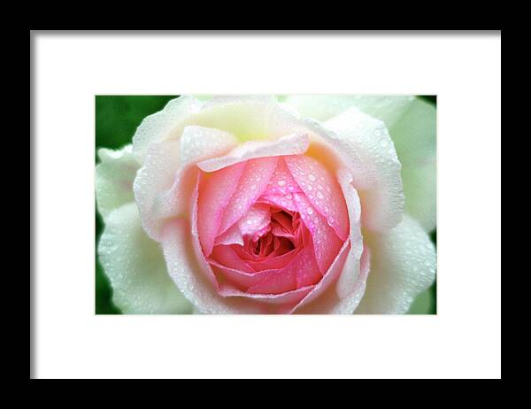 Jigsaw Puzzle Framed Print featuring the photograph Renewal by Carole Gordon