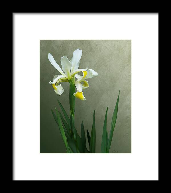 White Iris Framed Print featuring the mixed media Renewal by I'ina Van Lawick