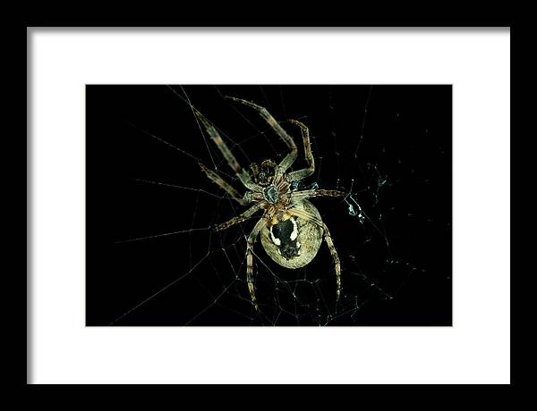 Detail Framed Print featuring the photograph Repairing by Wild Fotos