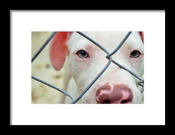 Dog Framed Print featuring the photograph Rescue Me by Stoney Lawrentz