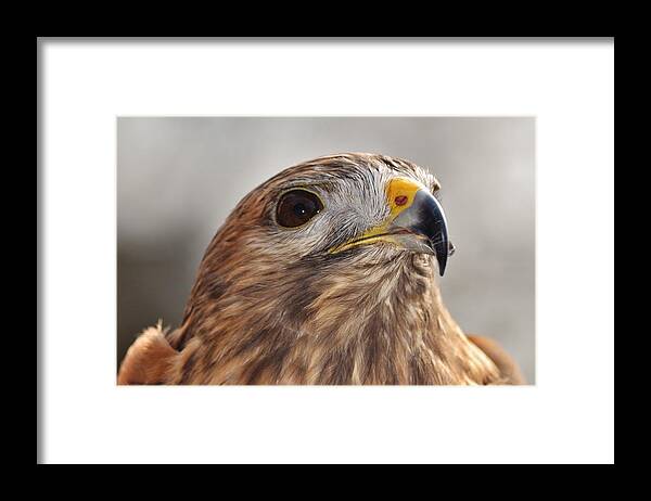 Bird Framed Print featuring the photograph Rescued Hawk by Eileen Brymer