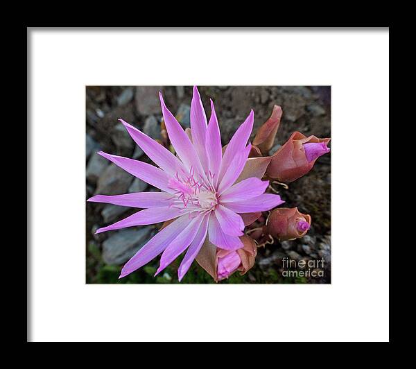 Bitterroot Framed Print featuring the photograph Resiliently Delicate by Katie LaSalle-Lowery