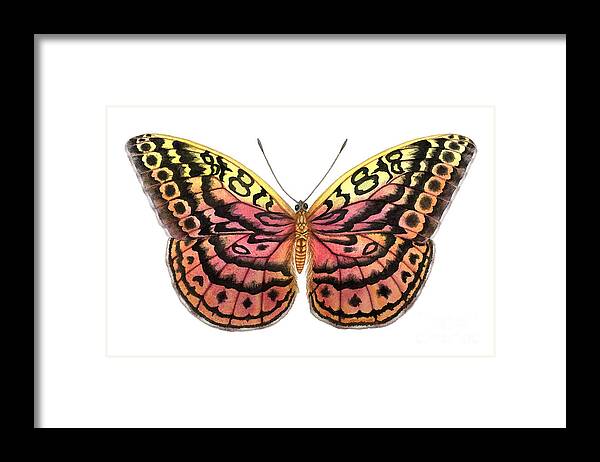 Butterfly Framed Print featuring the painting Resplendent Forester Butterfly by Lucy Arnold