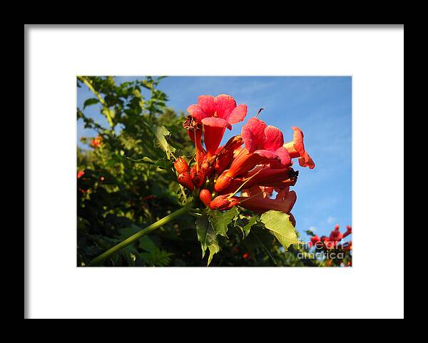 Red Framed Print featuring the photograph Resplendent Imperfection by Amanda Jones