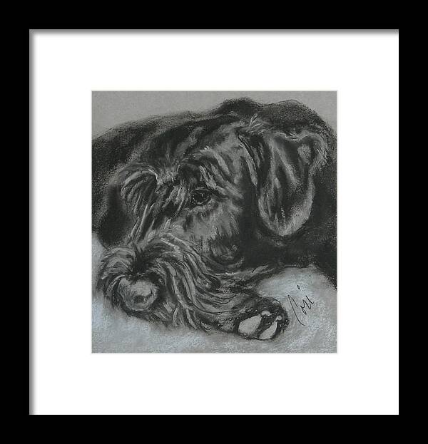 Dog Framed Print featuring the drawing Restful Thoughts by Cori Solomon