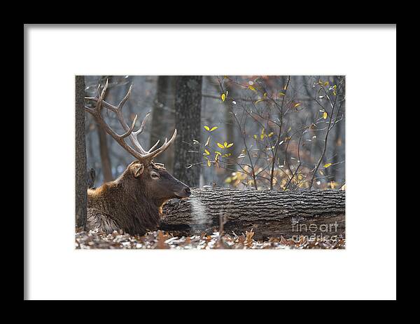 Elk Framed Print featuring the photograph Resting by Andrea Silies
