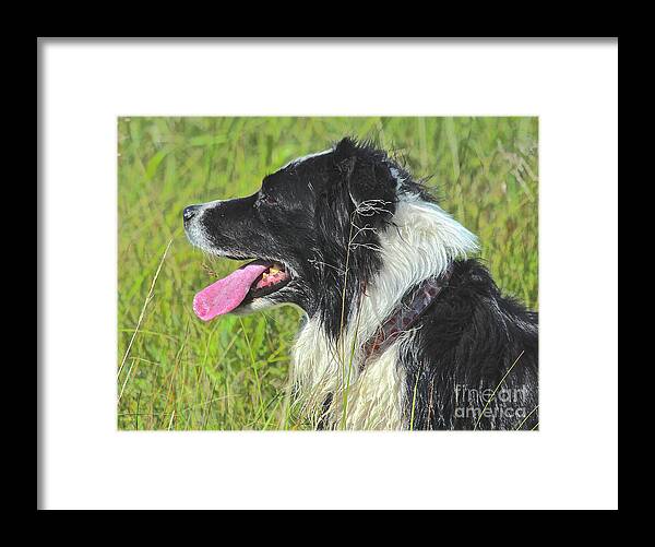 Border Collie Framed Print featuring the photograph Resting by Ann E Robson