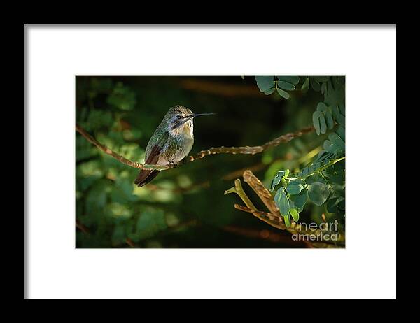 Birds Framed Print featuring the photograph Resting Anna by Robert Bales