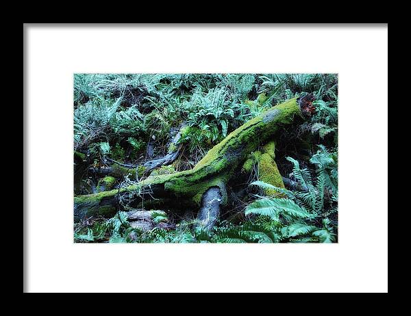 Forest Framed Print featuring the photograph Resting Comfortably by Donna Blackhall
