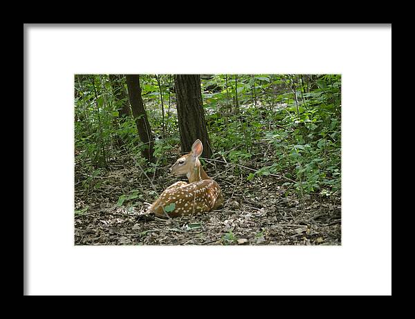 Deer Framed Print featuring the photograph Resting Fawn by Lynn Hansen