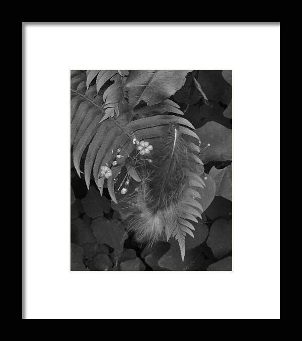 Nature Framed Print featuring the photograph Resting Feather by Charles Lucas