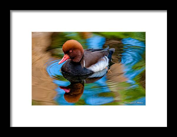 Bird Framed Print featuring the photograph Resting In Pool Of Colors by Christopher Holmes