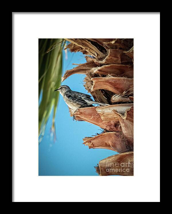 Arizona Framed Print featuring the photograph Resting Mockingbird by Robert Bales
