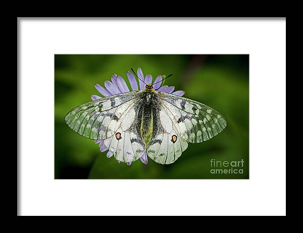 Butterfly Framed Print featuring the photograph Resting on a Mountain Aster by Sonya Lang