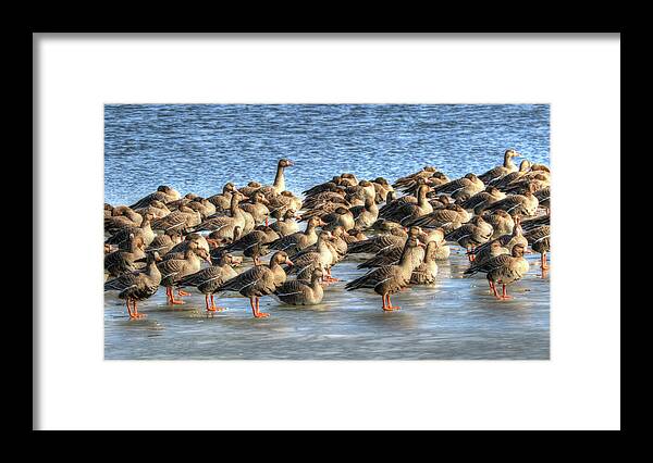 Greater White-fronted Goose Framed Print featuring the photograph Resting on Iowa Ice by J Laughlin