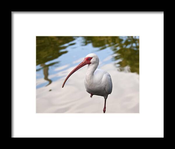 White Ibis Framed Print featuring the photograph Resting On One Leg by Steven Sparks