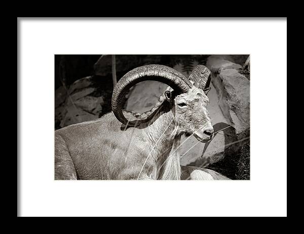 Wild Framed Print featuring the photograph Resting Ram by Marilyn Hunt