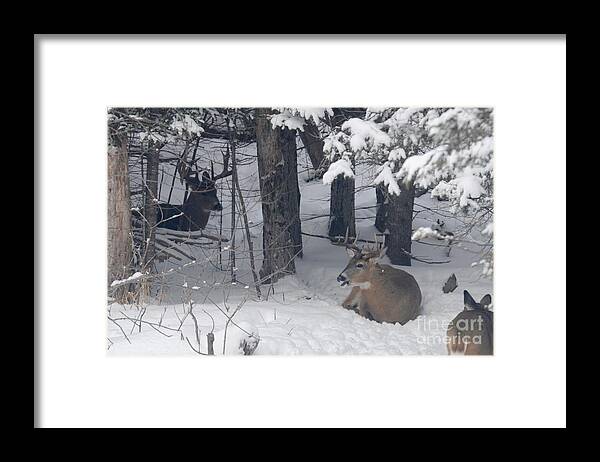 Bucks Framed Print featuring the photograph Resting by Sandra Updyke