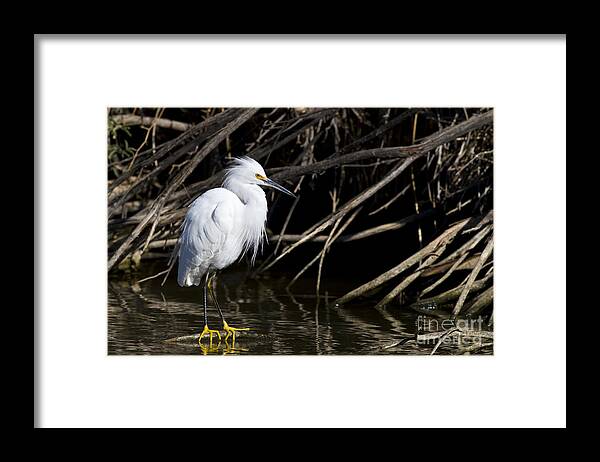 Snowy Egret Framed Print featuring the photograph Resting Snowy by Bryan Keil