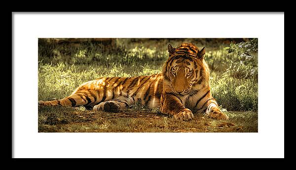 Tiger Framed Print featuring the photograph Resting Tiger by Chris Boulton
