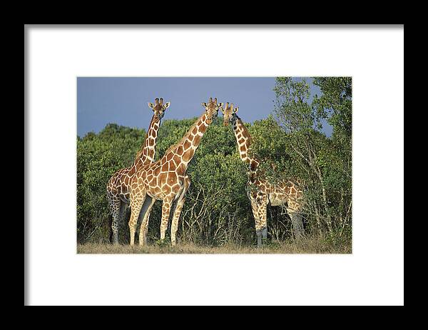 00910207 Framed Print featuring the photograph Reticulated Giraffe Trio by Kevin Schafer
