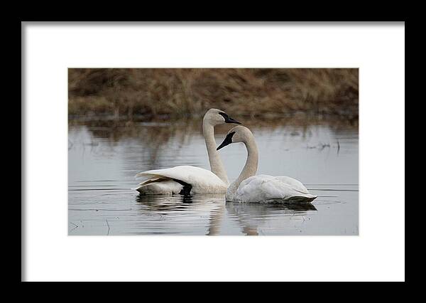 Wisconsin Framed Print featuring the photograph Return of Trumpeter Swans by Brook Burling