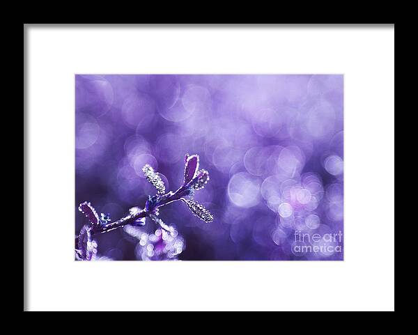 Purple Framed Print featuring the photograph Revival - Renaitre a la Vie by Aimelle Ml
