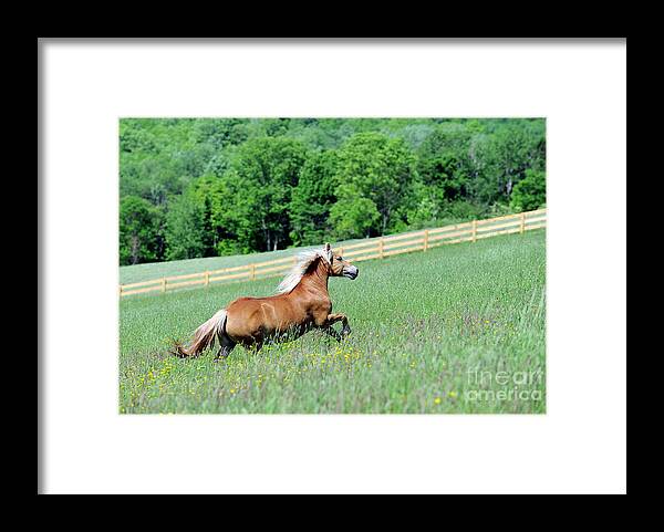 Rosemary Farm Sanctuary Framed Print featuring the photograph Ava by Carien Schippers