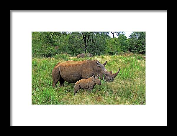 Rhinoceros Framed Print featuring the photograph Rhinoceros by Richard Krebs