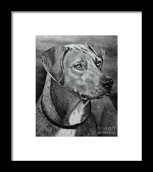 Dog Framed Print featuring the drawing Rhodesian Ridgeback by Terri Mills