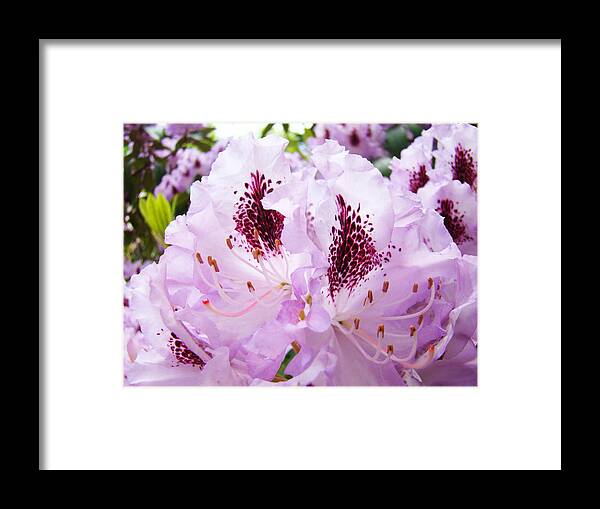 Rhodie Framed Print featuring the photograph Rhodies Garden Purple Lavender Rhododendrons Baslee Troutman by Patti Baslee