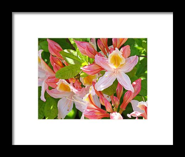 Rhodies Framed Print featuring the photograph Rhodies Pink Orange Yellow Summer Rhododendron Floral Baslee Troutman by Patti Baslee
