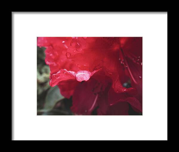 Flower Framed Print featuring the photograph Rhododendron #2 - May 2015 by Desmond Manny