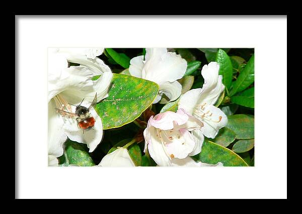 Bee Framed Print featuring the photograph Rhododendron and Bee by Larry Keahey