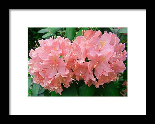 Rhododendron Beauty2 Framed Print featuring the photograph Rhododendron Beauty2 by Emmy Marie Vickers