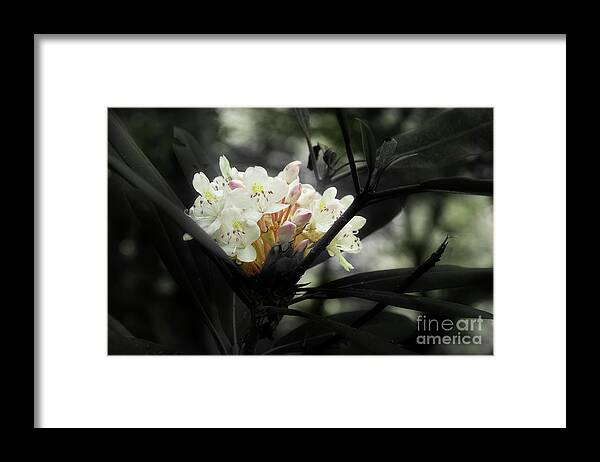 Blooming Rhododendron Framed Print featuring the photograph Rhododendron Blooms by Mike Eingle