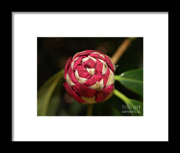 Rhododendron Framed Print featuring the photograph Rhododendron Bud by Richard Brookes