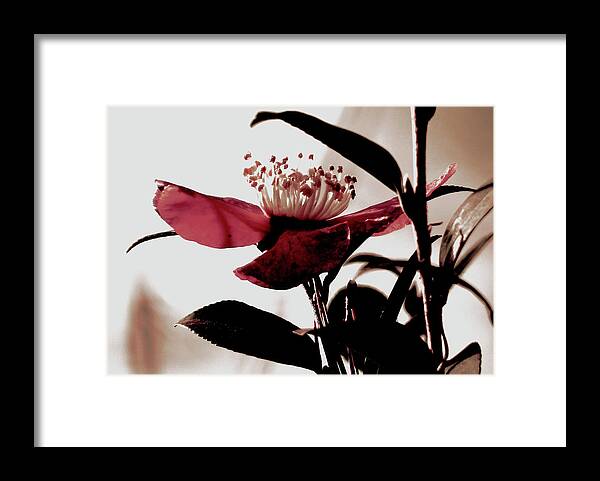 Flowers Framed Print featuring the photograph Rhododendron by Cathy Harper