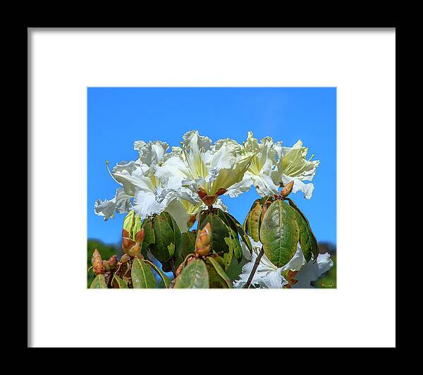 Nature Framed Print featuring the photograph Rhododendron ciliicalyx DTHN0213 by Gerry Gantt