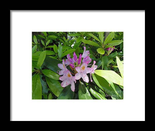 #flowers #plants #landscape #rhododendron Flower #rhododendron Photograph #yoga Mat #tote Bag #phone Charger #rhododendron Yoga Mat Framed Print featuring the photograph Rhododendron by Daun Soden-Greene