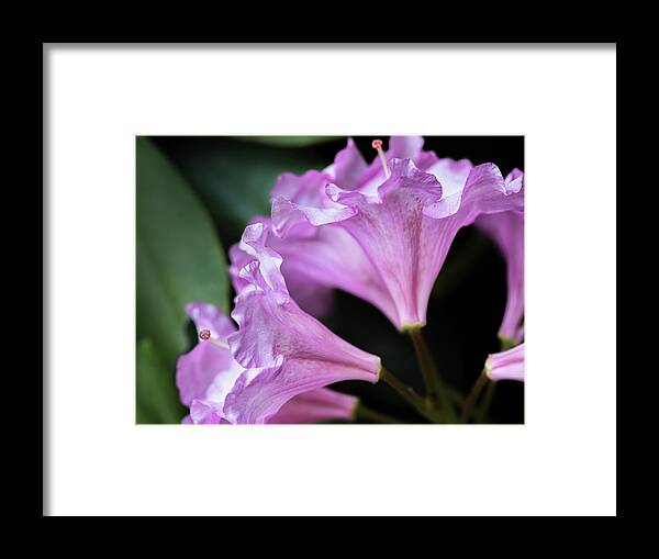 Rhododendron Framed Print featuring the photograph Rhododendron Fan - by Julie Weber