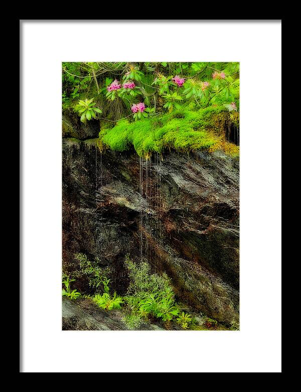 Blue Ridge Parkway Framed Print featuring the photograph Rhododendron on Wet Cliff Blue Ridge by Dan Carmichael