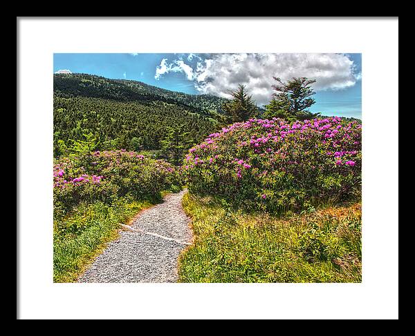 Carvers Gap Framed Print featuring the photograph Rhododendrons on the AT by Kevin Senter