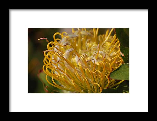 Protea Framed Print featuring the photograph Ribbons of Yellow by Jean Booth