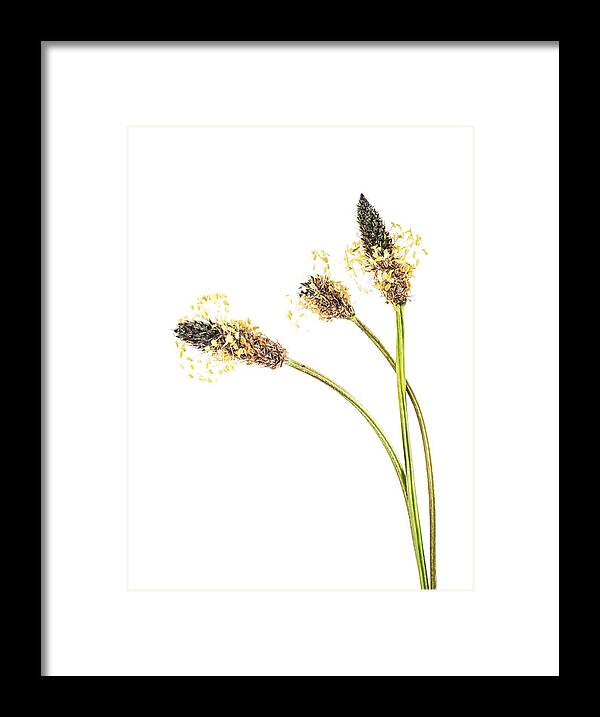 Flower Framed Print featuring the photograph Ribwort Plantain Seed head. by John Paul Cullen